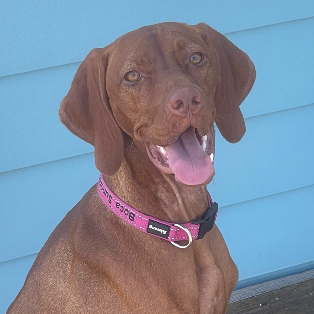 Meet your Posher, Shelley